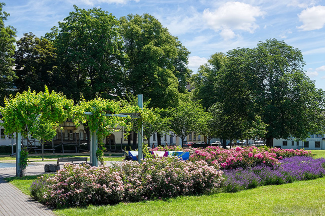Nahaufnahme von üppigen Blumenbeeten in einem Park. Im Vordergrund blühen rosa Rosen, dahinter violetter Lavendel. Links ist eine mit Weinreben bewachsene Pergola zu sehen.