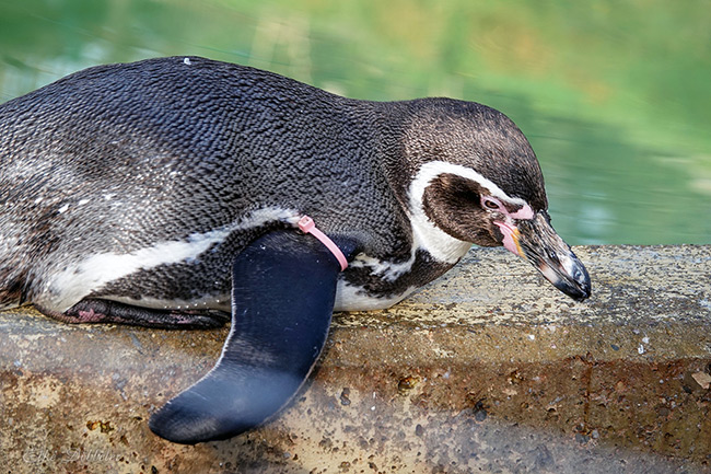 Nahaufnahme eines Humboldtpinguins im Profil, der am Rand eines Wasserbeckens liegt. Der Fokus liegt auf dem Kopf mit dem charakteristischen rosa Farbmuster an der Schnabelbasis. Der Hintergrund zeigt unscharfes, grünlich schimmerndes Wasser.