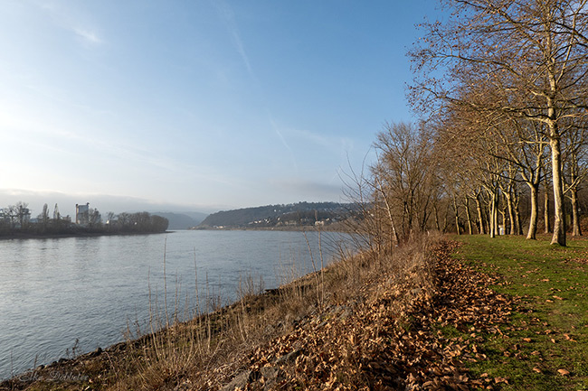 Winterliche Rheinlandschaft bei Irlich unter strahlend blauem Himmel. Am rechten Ufer verläuft eine Allee mit hohen, kahlen Platanen auf einer grünen Wiese, die mit braunem Herbstlaub bedeckt ist. Der breite Fluss fließt ruhig in die Ferne, wo die gegenüberliegenden Hügel und Industrieanlagen im Dunst liegen.